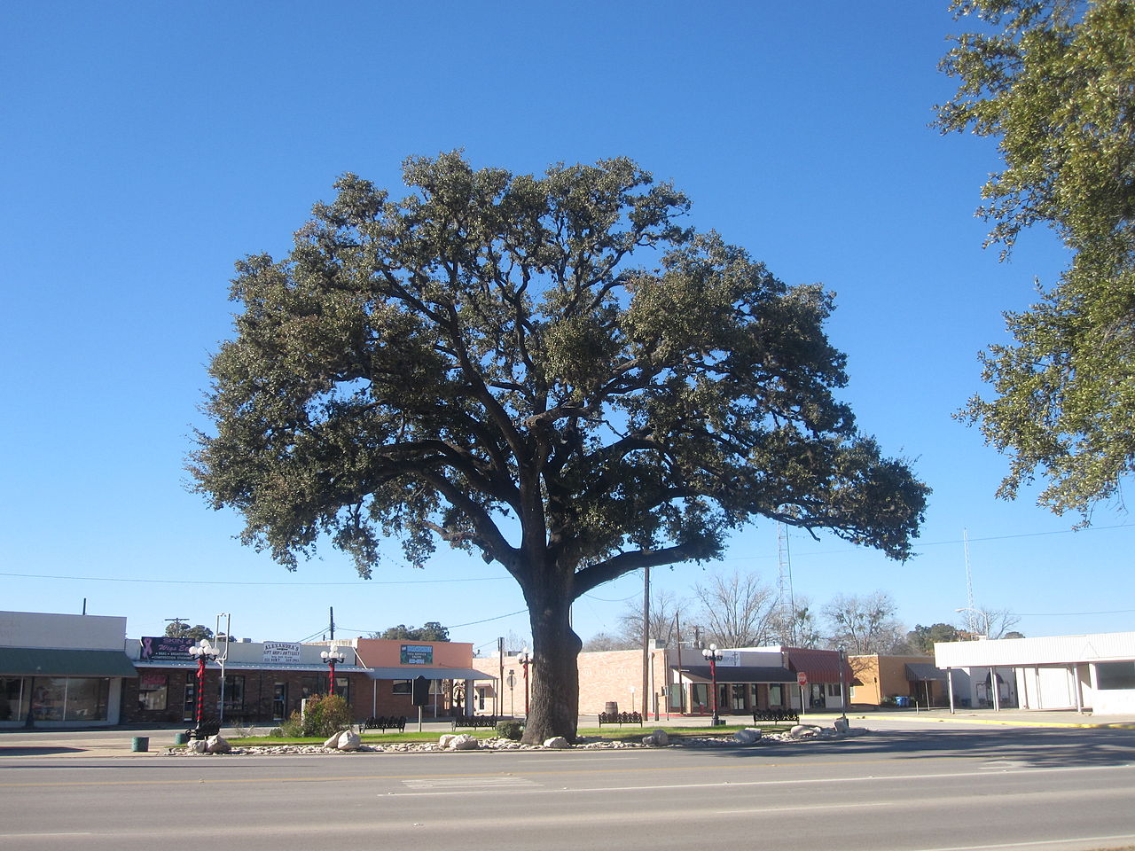 1280px-oak_tree_in_pleasanton_tx_img_2618